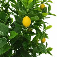 Arbre artificiel citronnier avec fruits jaunes, tronc en bois réaliste, grand arbre en pot, décoration intérieure pour maison, café, hôtel