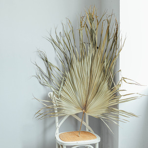 Décoration de mariage Grand <span class=keywords><strong>palmier</strong></span> sec <span class=keywords><strong>Éventail</strong></span> à feuilles tropicales Vraies feuilles de <span class=keywords><strong>palmier</strong></span> séchées naturelles Grandes feuilles de <span class=keywords><strong>palmier</strong></span> sèches naturelles - Product Image 3