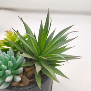 Vente en gros de 100 pièces de plantes succulentes artificielles en vrac-Mini plantes de <span class=keywords><strong>faux</strong></span> <span class=keywords><strong>cactus</strong></span> pour bricolage artisanat décoration de mariage <span class=keywords><strong>pas</strong></span> <span class=keywords><strong>cher</strong></span> - Product Image 5