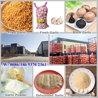 Ail frais pelé chinois 1KG Bawang Putih Kupas Emballage sous vide Ail en gousses à vendre