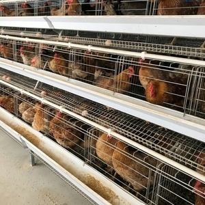 Cage à poules pondeuses de type A, 3/4 niveaux, pour l'élevage en batterie de poules pondeuses et de volailles en ferme - Product Image 1