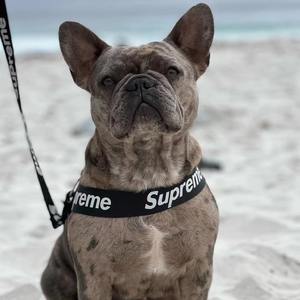 高級ナイロン犬用ハーネスリーシュセットレターペットアクセサリーCH1003フレンチブルドッグチワワ用その他中型大型小型品種 - Product Image 6