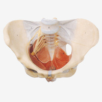 Modèle de bassin féminin avec muscles et nerfs du plancher pelvien