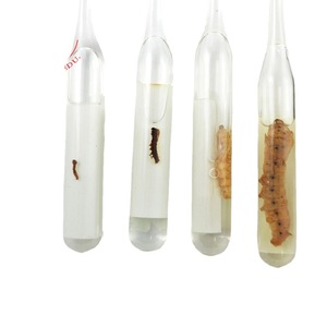 Especímenes del ciclo de vida de los insectos, especímenes de gusanos de seda, aprendizaje sobre y observación de especímenes, juguetes educativos de animales e insectos. - Product Image 1