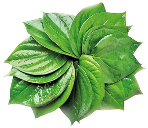 (VENTA CALIENTE) HOJA DE BETEL FRESCA CON ALTA CALIDAD Y MEJOR PRECIO PARA EXPORTACIÓN/HOJAS VERDES DE VIETNAM - Product Image 1