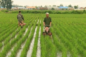 Bán Hot Trang Trại Sử Dụng 3 Hàng Paddy Weeder Lúa Máy Làm Cỏ Với Các Bộ Phận Miễn Phí - Product Image 5