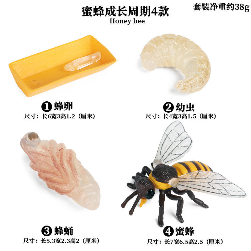 Ensembles du cycle de croissance 4 d'abeille de KZ