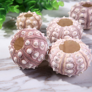 Vraies coquilles d'oursin bon marché utilisées pour la décoration de la maison de pot de fleur - Product Image 4