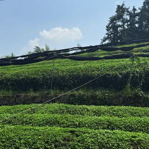 Té Verde Matcha Orgánico Fresco de Grado Culinario y Ceremonial al por Mayor, Empaquetado Personalizado en Bolsa/Caja - Product Image 3