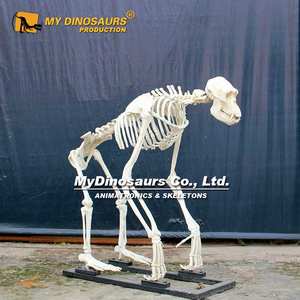 Z MY DINO AS-019, modelo de animales en 3D, <span class=keywords><strong>esqueleto</strong></span> de <span class=keywords><strong>gorila</strong></span> en venta - Product Image 3