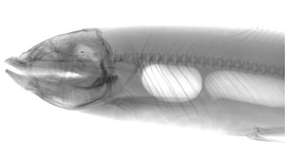 モバイル獣医DR獣医用X線装置獣医用X線装置VETX線装置獣医デジタルX線撮影システム - Product Image 4
