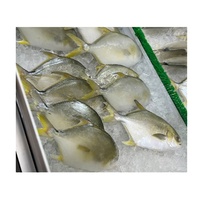 Poisson entier congelé : Pomfret doré, Pompano doré, Butterfish. Prix au poids 10kg 500-600