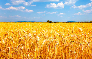 Hakata Tonkotsu Ramen - Product Image 5