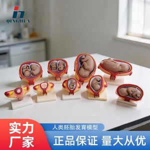 Modelo de Embarazo y Embrión de Qinghua, Modelo de Educación Prenatal, Modelo de Planificación Familiar, Modelo Anatómico del Proceso de Desarrollo Fetal - Product Image 5