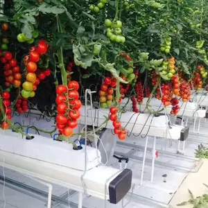 Hangmei Offre Spéciale agricole Commerciale à effet de serre serres multi-span tomate hydroponique à effet de serre