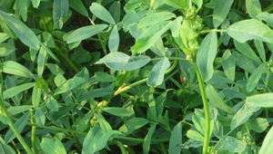 ผงใบอัลฟัลฟาลูเซร์เน่ผงน้ำผลไม้หญ้าอัลฟัลฟาผงใบอัลฟัลฟา - Product Image 2