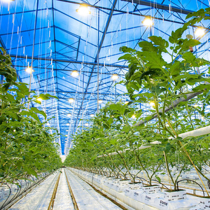 Structure de serre en verre multi-chapelles clé en main, résistante aux intempéries, pour l'agriculture commerciale et la culture de cultures, prix usine - Product Image 3