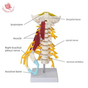 <span class=keywords><strong>Model</strong></span> otot tengkuk canggih sains medis anatomi manusia tulang belakang tengkuk <span class=keywords><strong>Model</strong></span> W/batang otak - Product Image 3