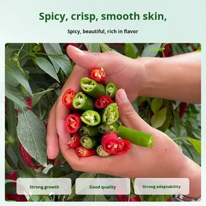 Peperoncino Rosso Dorato Essiccato: <span class=keywords><strong>Semi</strong></span> <span class=keywords><strong>di</strong></span> Peperoncino Piccante Estremo per Semina Primavera-Estate - Verdura Super Piccante - Product Image 5