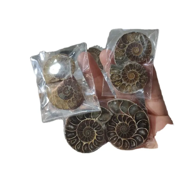 Hóa Thạch Ammonite Tự Nhiên Bán Theo Cặp Đá Hóa Thạch Ammonite Cắt Để Làm Trang Sức