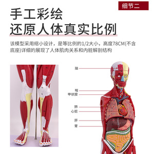 Modèle musculaire du corps humain de 80 cm, anatomie musculaire, structure musculaire humaine, affichage des organes internes, outil pédagogique - Product Image 4