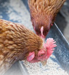 QeiChem Lipase Catalyst From Shandong| Alibaba.com