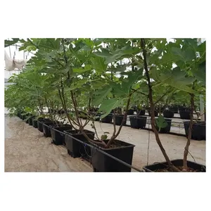 Precio de invernadero hidropónico cultivo de invernadero hidropónico Blueberry Grow Macetas Cubo