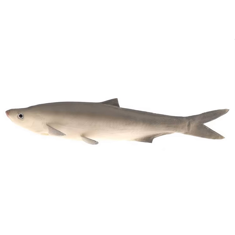 Grey Culter Alburnus