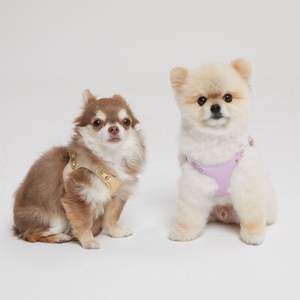 Arnés de cuero premium para perros, acolchado, listo para la playa, con herrajes resistentes al óxido para arena y agua salada. - Product Image 6