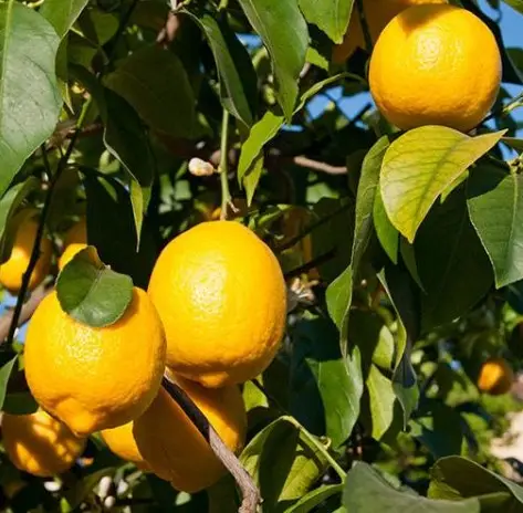 Toptan organik tüm sezon taze limon çin yüksek kaliteli narenciye meyve sarı sayısı tatlı limon