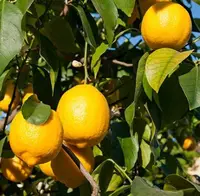 Citron frais toutes saisons, 20 pièces, de haute qualité, citrine, jaune, citron doux, vente en gros