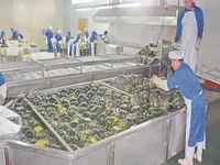 Poudre végétale pure de citrouille de poudre de qualité fiable faisant la machine