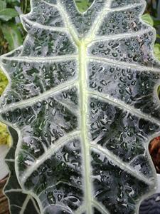 Colección Premium de Alocasia, Exótica Planta de Hoja de Elefante, Follaje Tropical Raro, Proveedor de Plantas Vivas de Indonesia - Product Image 2