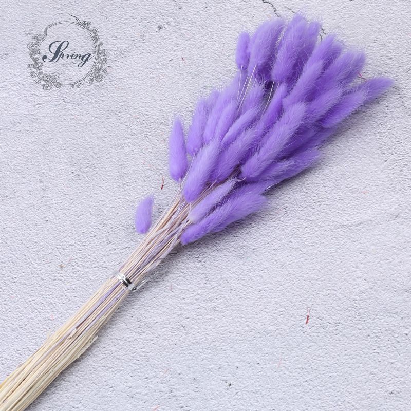 Pourpre