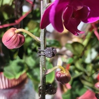 Clips de fixation pour plantes grimpantes en gros, supports de croissance pour plantes de jardin, clips de fixation pour vignes, supports pour orchidées