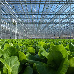 Túnel de película PE de invernadero agrícola de un solo tramo verde de una hoja con construcción de acero - Product Image 3