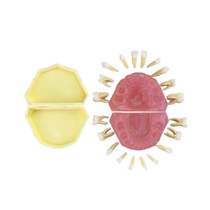 Modèle de pratique d'extraction dentaire pour la formation en dentisterie pédiatrique, modèle anatomique en résine amovible, modèle standard - Product Image 5