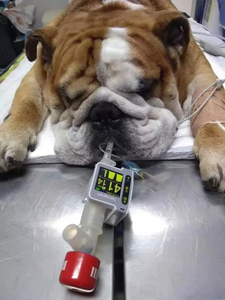 <span class=keywords><strong>Monitor</strong></span> Kapnograf ETCO2 DERRY Small Smart Real Time untuk Klinik Hewan, Rumah Sakit Hewan, ICU, Instrumen Veteriner Darurat - Product Image 6