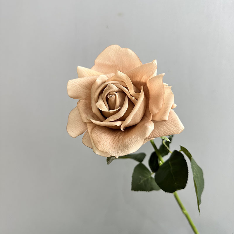 Rosa idratante a stelo singolo rosa morandi