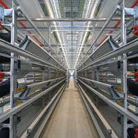 Cage à poulets automatique de type H durable et peu encombrante pour 15000-60000 poules de l'élevage Qianmu - Nigéria, Port Harcourt