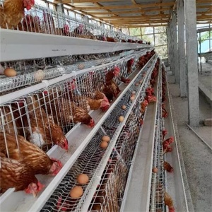 Cages à poulet double couche avec système de grattoir, grattoir de manucure pour élevage de volaille - Product Image 1