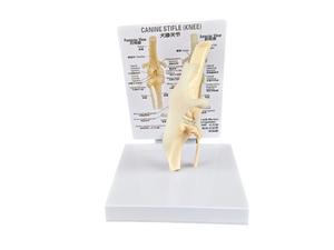 Modelo Anatómico de Mano Humana de Tamaño Real con Ligamentos, para Fines Educativos - Product Image 4