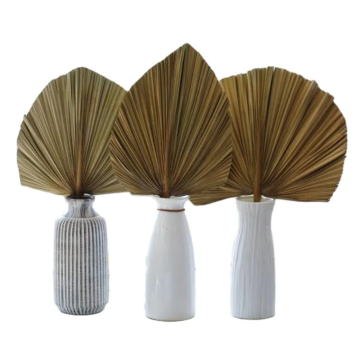 Zqslh — feuilles de palmier séchées en éventail, plantes naturelles pour décoration de mariage, offre spéciale, V890