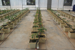 Pots de <span class=keywords><strong>plantation</strong></span> Noir Seaux Hollandais <span class=keywords><strong>Pour</strong></span> Hydroponique Seaux Bato - Product Image 4