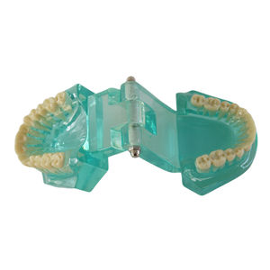 Modèle d'étude dentaire transparent en résine, modèle pédagogique de dents sans support, pour l'entraînement et la présentation orale - Product Image 4