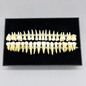 Взрослый полный рот 32 зубы Двухцветная модель с корнями, прозрачные трещины, стандартная форма для исследования зубной резьбы - Product Image 2