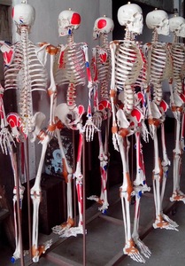 Medische wetenschap, anatomie van dieren, onderwijs, geitengeest, anatomische modellen - Product Image 4