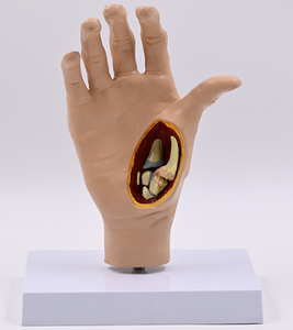 जीवन का आकार दाएं हाथ हड्डी संयुक्त मॉडल हाथ टेंडन लिगामेंट मांसपेशी मानव शरीर रचना गठिया पैथोलॉजिकल विकृति हाथ मॉडल - Product Image 5