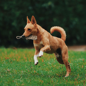 Manufacturer Wholesale <b>Interactive</b> Squeaky <b>Dog</b> <b>Toy</b> Durable Cotton Pet Chew <b>Toy</b> Factory Wholesale Decompression L <b>Dog</b> Play - Product Image 2
