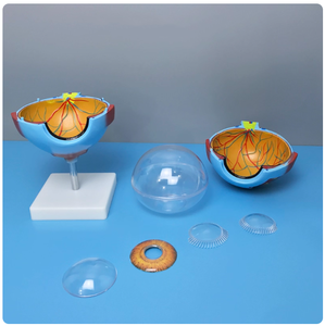 Oftalmik struktur Model bola mata manusia perbesaran 6 kali visi mengajar optometri mata anatomi medis - Product Image 4